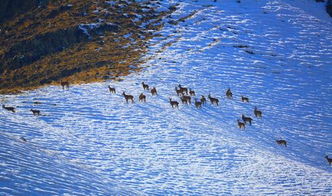 生态环境改善 新疆温泉县北山羊多起来