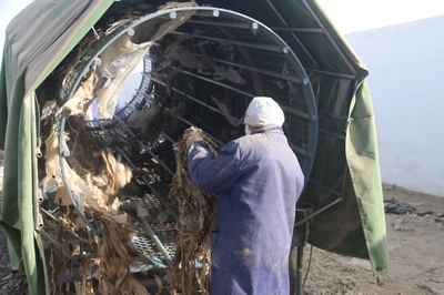 新疆沙雅县:农田残膜回收发展生态环保绿色农业