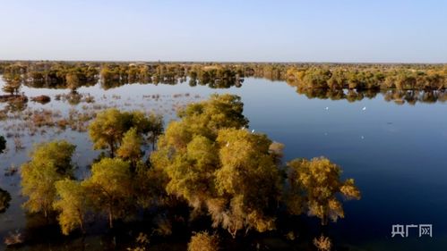 新疆尉犁严督生态环境 护航塔河两岸美景