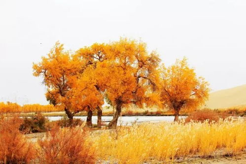 新疆最美风景排行榜,99 的人看完第一个就走不动路了