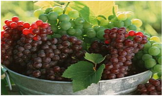 哪里葡萄比较优质 如何挑选优质葡萄