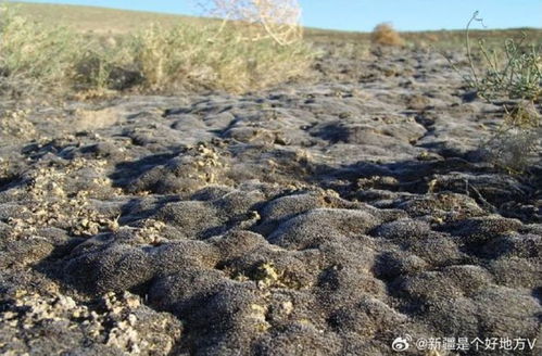 7月7日上海早新闻聚焦新疆环保新举措 守护绿洲，共建美丽中国