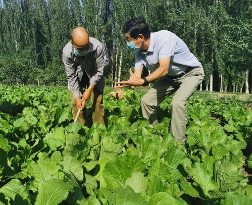 驻村干部引领乡村振兴 新疆村庄的富民与环保双赢之路