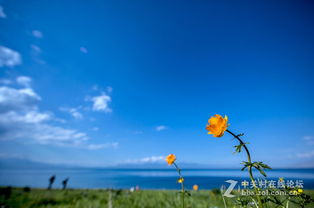 美丽生态，环保同行——大美新疆的绿色画卷